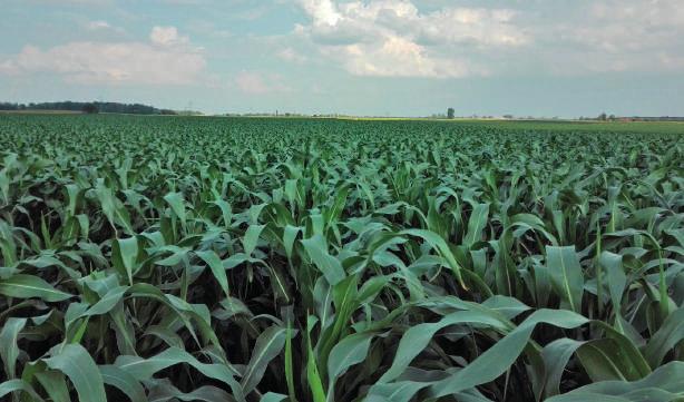 A kukoricának a növekedés teljes időszakában szüksége van a nitrogénre, de a legnagyobb mennyiséget a 8-10 leveles állapotát követően, szárba induláskor, ill. szemtelítődés időszakában igényli.