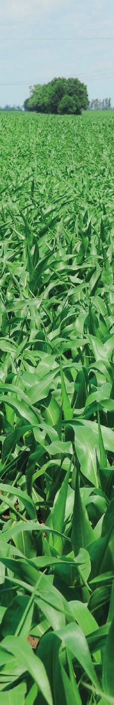 A GOLD DRY-al felvitt fátyolosfehér bevonat védi a kukoricát a napsugárzás káros hatásaitól.