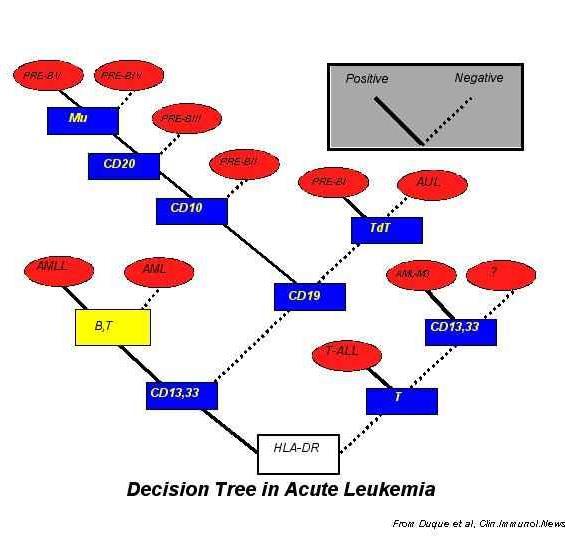 Leukémia-diagnosztika Sejtfelszíni és intracitoplazmatikus markerek detektálása Sejtvonalakra és a sejt érési fázisára specifikus CD (cluster of Differentation) azonosítása a patológiás sejteken