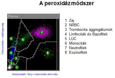 Fehérvérsejt meghatározás: Több