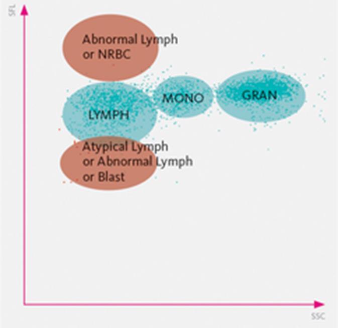 Sejtpermeabilitás függ a membrán lipid tartalmától (a lízis puffer zsíroldékony) => aktivált limfociták /NRBC jobban