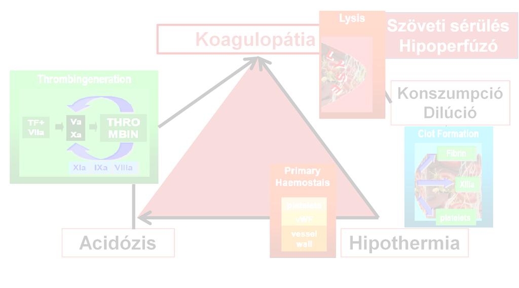 Összefoglalás TRAUMÁS KOAGULOPÁTIA: Hipokoaguláció