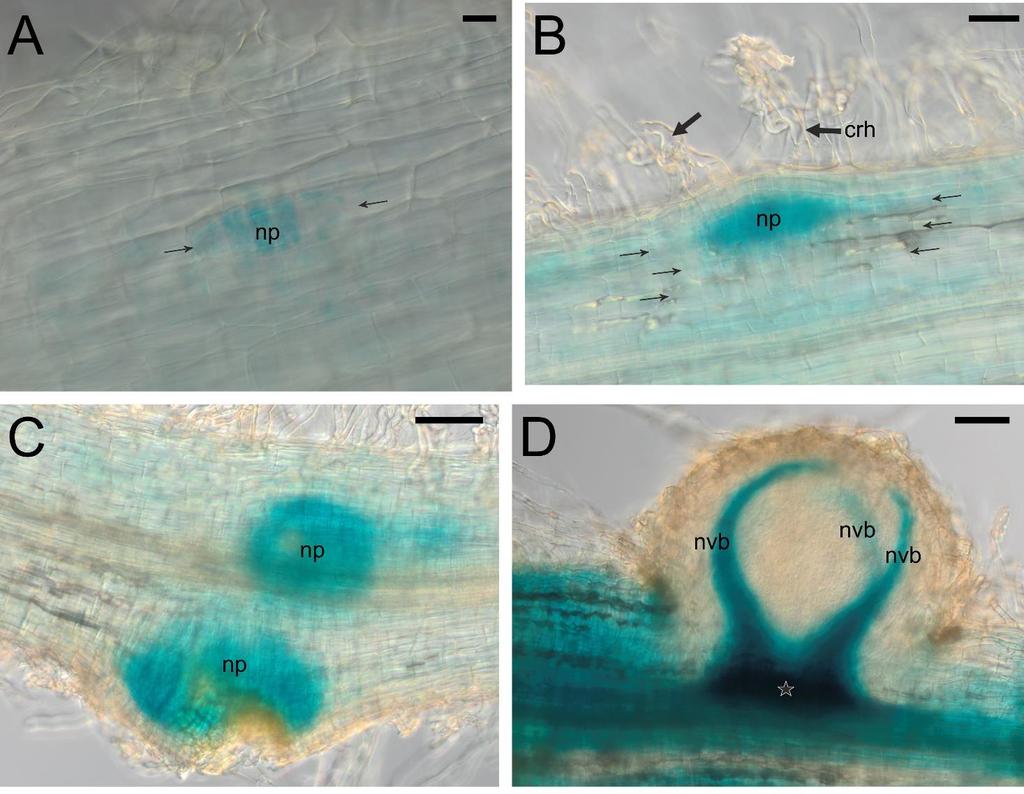 Figure S13. The pattern of LjPIN7 expression in the initial (A, B), hidden (C) and emerged (D) root nodule primordia and in juvenile, 20 dpi, nodules (E).