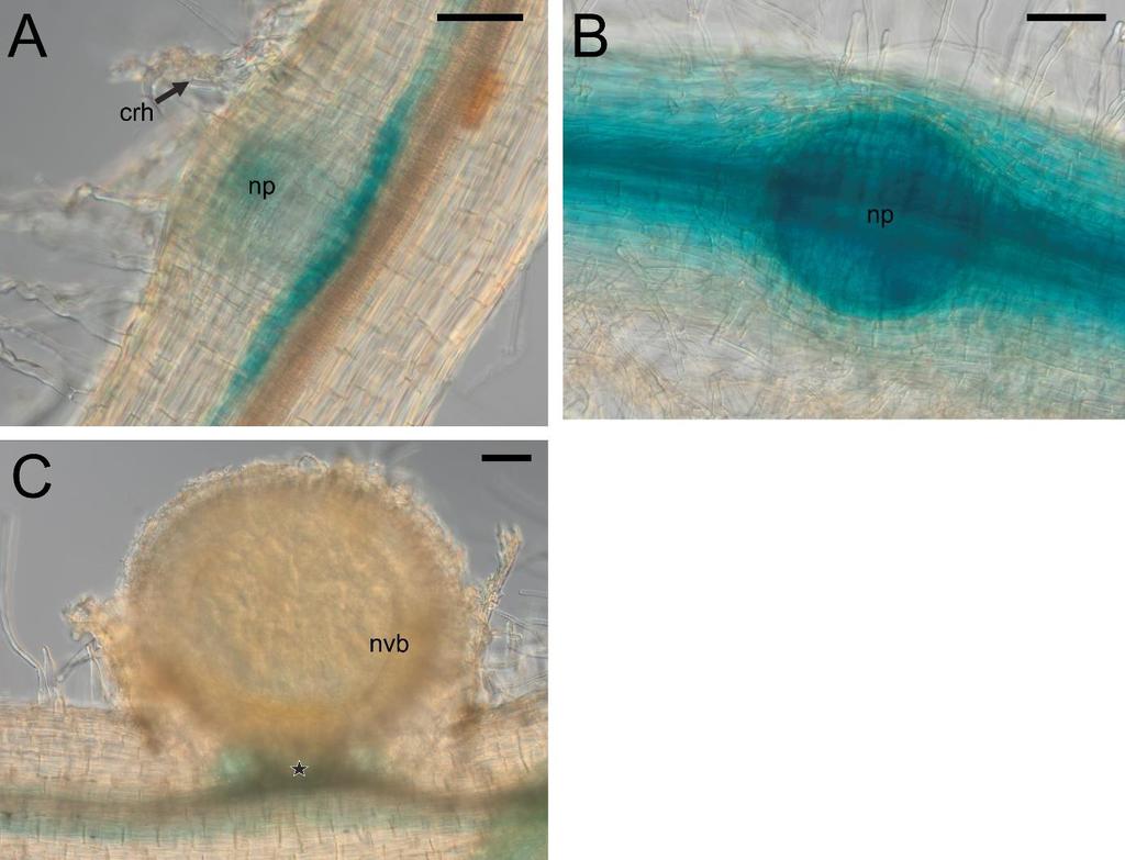 Figure S14. The pattern of LjPIN8 expression in the initial (A) and hidden (B) root nodule primordia and in juvenile, 20 dpi, nodules (C).