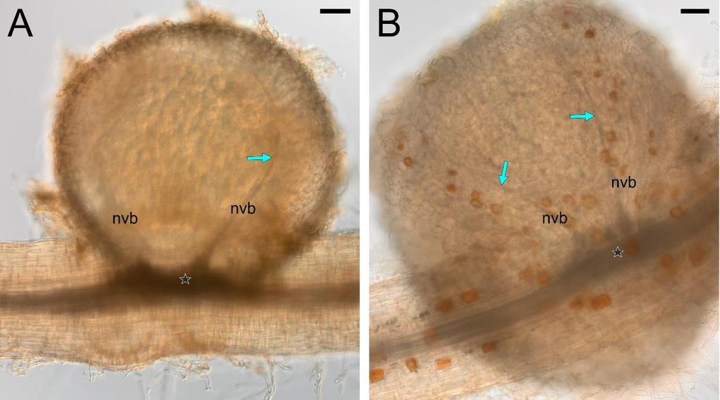 Figure S15. The control L. japonicus nodules collected from plants with adventitious roots formed after cutting off the root system (as in regular transformation process) but not transformed with A.