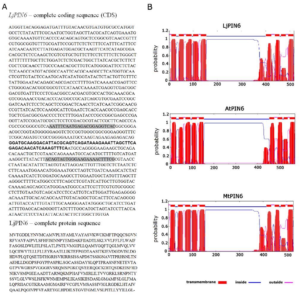 LjPIN6 complete coding sequence (CDS) ATGGTTACAGGAGATGATTTGTACAACGTGATGTGCGCCATGGTGCC TCTATATTTCGCAATGCTGGTAGCTTACGCATCAGTGAAATGGTGCA AAATGTTCACCCCACAGCAGTGCTCCGGCGTCAACCGTTTCGTGGCG