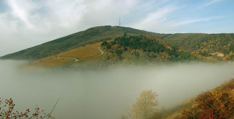 A Tokaji Kopasz-hegy (HUBN20072) kiemelt jelentőségű természetmegőrzési terület Natura 2000