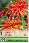 Dahlia Giant fl.