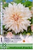 Dahlia Pompon Snow