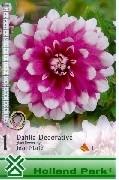 Dahlia Pompon Little