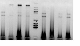 PCR-termék azonosítása agarózgél-elektroforézissel (1.