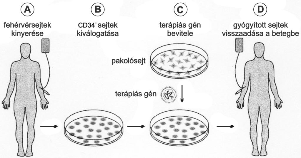 Magyar Tudomány 2004/3 3.