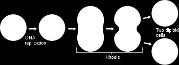 Az ionizáló sugárzás determinisztikus és sztochasztikus hatása Sejti életciklus: mitózis interfázis mitózis vagy apoptózis Sejti rendszerek