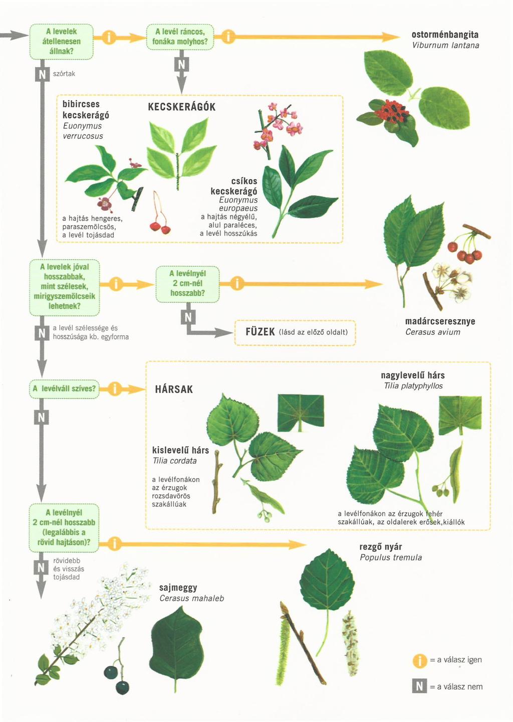 ostorménbangita Viburnum /antana bibircses kecskerágó Euonymus a hajtás hengeres, paraszemölcsös, a levél tojásdad csíkos kecskerágó Euonymus europaeus a hajtás négyélű, alul paraléces, a levél