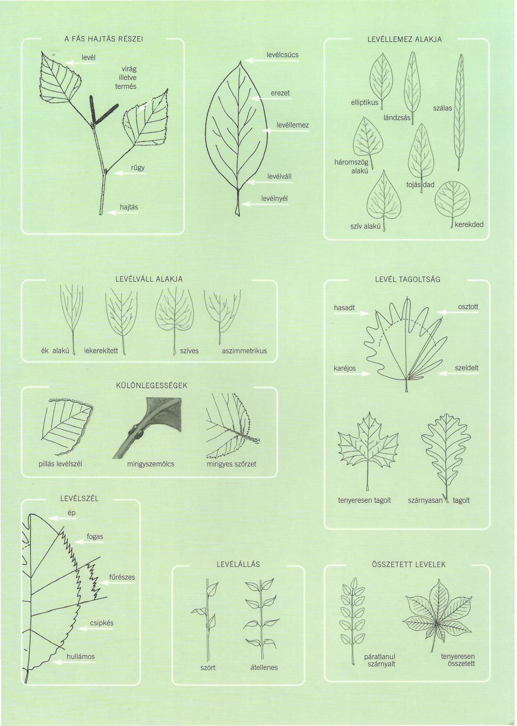 A FÁS HAJTÁS RÉSZE LEVÉLLEM EZ ALAKJA levélcsúcs szálas ~ándzsás / levélnyél hárorrl~ alakú~,\ 'J tojásdad~ szív alakú ~kded LEVÉLVÁLL ALAKJA LEVÉL TAGOLTSÁG \fl hasadt osztott ék alakú szíves