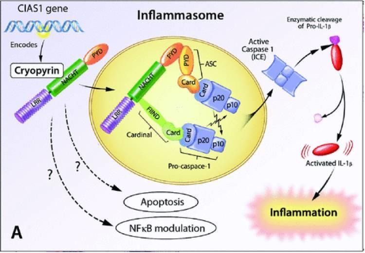 NLR3 gén, más néven CIAS1 gén (cold-induced autoinflammatory syndrome-1) gén terméke a NALP3, más