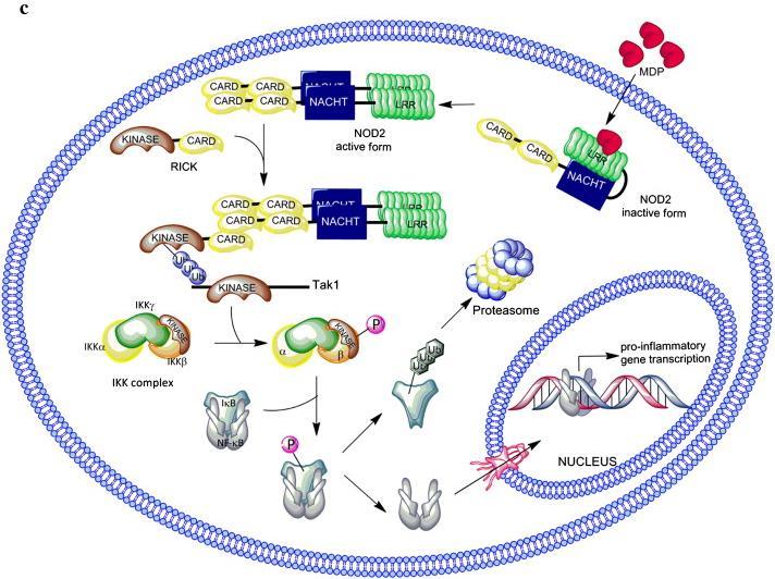 Muramil-dipeptid (MDP) tartalmú bakteriális fehérjék (Streptococcus, Mycobacterium, Listeria) aktiválják a NOD2-t (intracelluláris pathogének) Oligomerizáció, NF-κB aktiváció Granulomaképződés