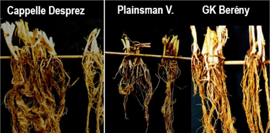 22. ábra. A Cappelle Desprez (2. kódszám), Plainsman V (1. kódszám), GK Berény (5. kódszám) fajták gyökérképei (6 növény együtt fényképezve) (első kép optimális öntözés, második kép vízmegvonás).