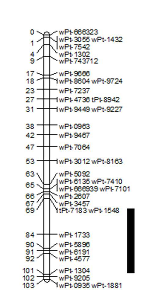 5B 6B B Termés 2014 Termés-2014,2015tk 24/B. ábra. Optimális öntözési körülmények között a Plainsman V/Cappelle Desprez DH térképező populációban azonosított terméssel kapcsolt QTL-ek. 4.3.2. Vízmegvonás hatására azonosított QTL-ek A szárazságstressz (vízmegvonás) kezelés eredményeivel kapott QTL-eket a 26.