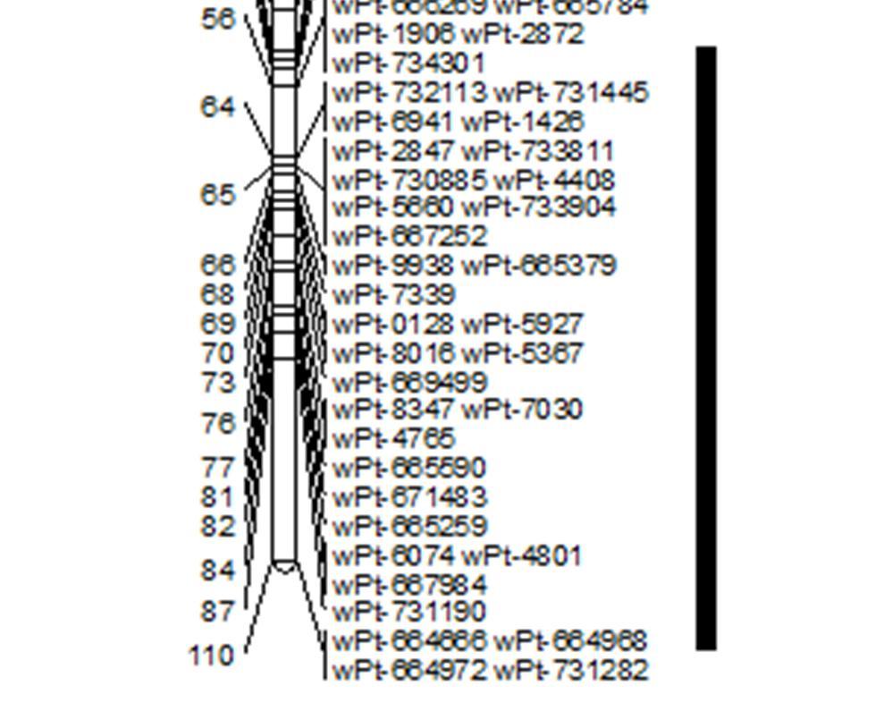 A 6B kromoszómán azonosított QTL a fenotípusos variancia 9,1%-át határozta meg, a 2015-ben végzett üvegházi szárazságtűrési