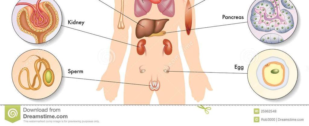 HOMEOSTASIS CELLULÁRIS szint érzékelése a nutriens és energetikai