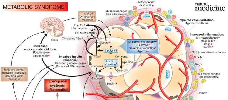 nutrient intake >>> energy expenditure expansion of adipocytes, total adipose mass Hypoxia stimulates: GLUCOSE uptake (GLUT1), lactate