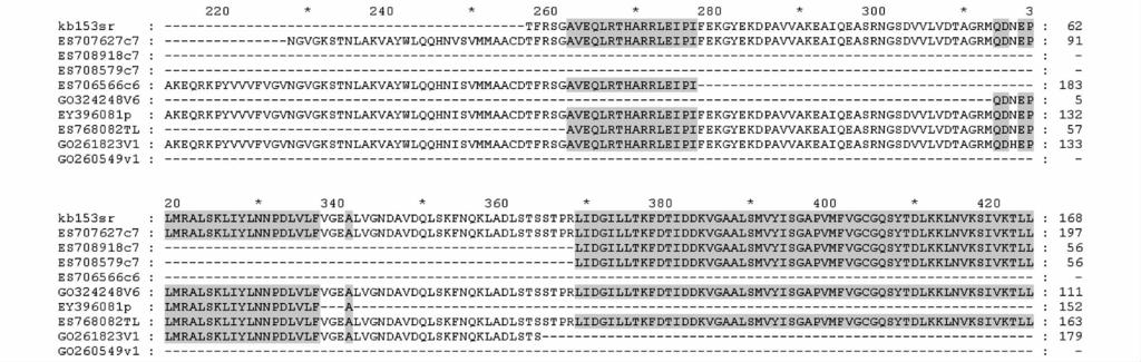 在黄曲霉抗性品种 C20R 的发育中期 6 有一个, 晚期 7 有三个 ( 图 2), 表现了在发育中种子的抗性品种中, 相对于敏感品种 SR 上调表达, 与所做的定量 PCR 分析结果一致 由于种子的组成中子叶的比重很大, 说明发育中种子的子叶中 SR 上调表达 图 2 ES707627 相似基因编码的蛋白序列比较 Fig.