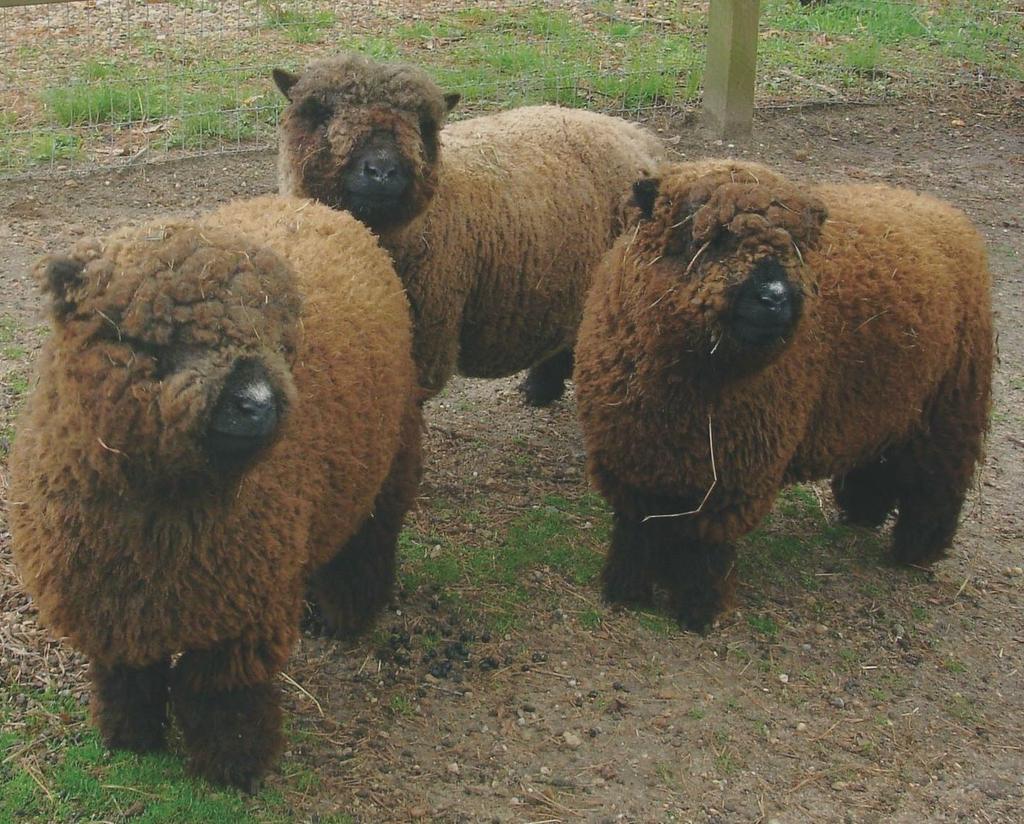 1990 körül Robert Mock kezdte el felderíteni az Egyesült Államokban a kistermetű juhokat, miután tudomást szerzett létezésükről.