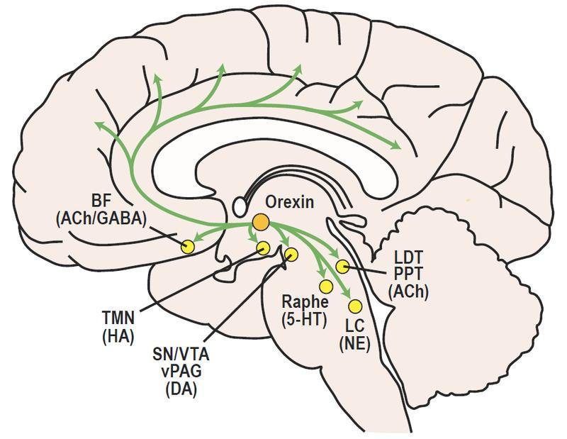 Neuromodulátorok Acetilkolin: bazális előagy, laterodorzális tegmentum, pedunculo-pontine tegmentum Szerotonin: raphe mag Dopamin: