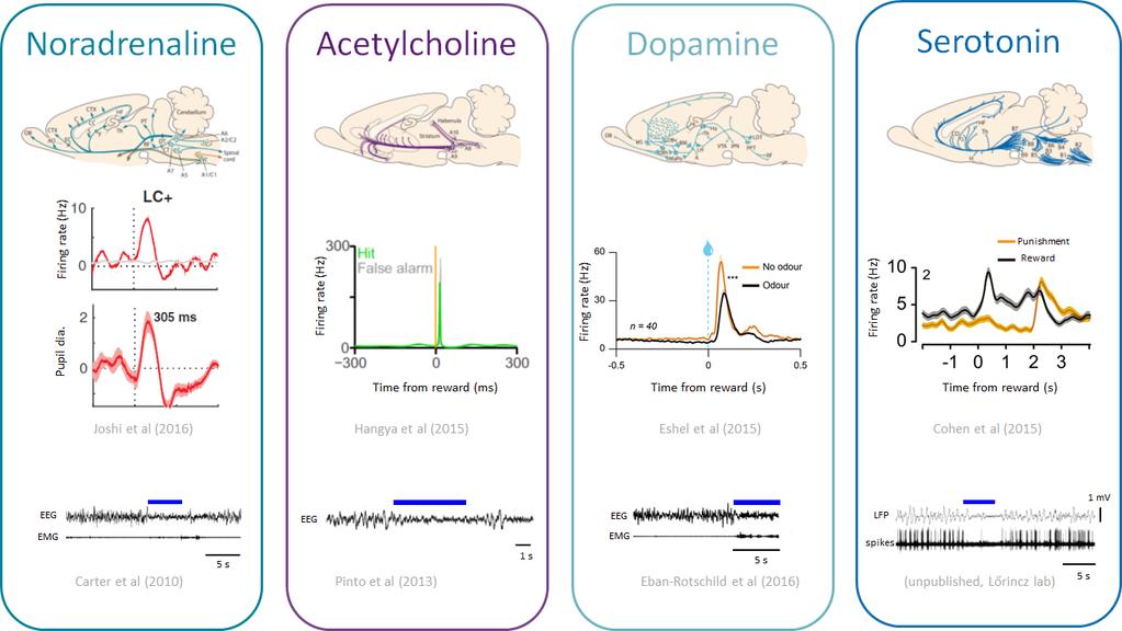 Különböző neuromodulátorneuronok