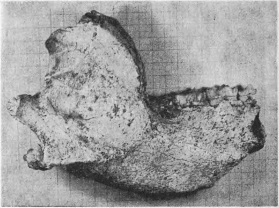 táblázat 22 2 2 34 4 IS 7 3 _2 98 Celtis sp. 3 Vertebrata Anura indet. Lacerta sp. Ophidia indet. I Rhinolophus cf. euryale ( BLASIUS) 6 Rhinolophus cf.ferrumequinum (SCHREBER) 3 Myotis sp.