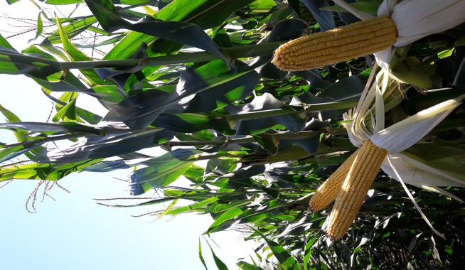 A tehénnek nemesítünk eredményes silóhibridek a Syngentától A silóhibridek termesztésénél a változatos környezeti és a termelői feltételeknek csak folyamatos fejlesztéssel lehet megfelelni, így van