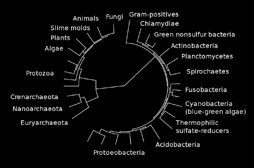 Phylum: Apicomplexa