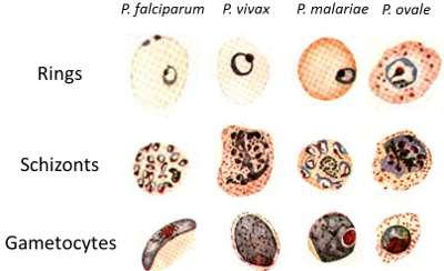 Plasmodium mint a