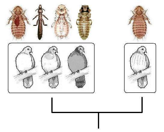 Die Entfaltungsregel und andere Gesetzmäßigkeiten in den parasitogenetischen