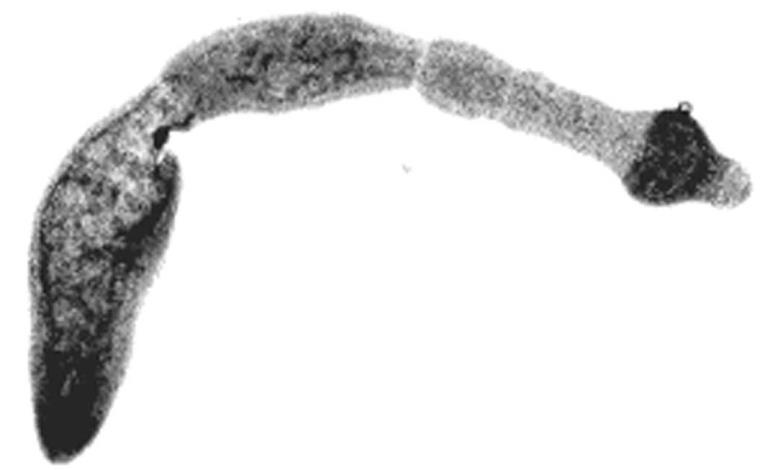 3. róka-galandféreg Echinococcus multilocularis préda --> predátor fertőzési út, emberi mortalitás 4.