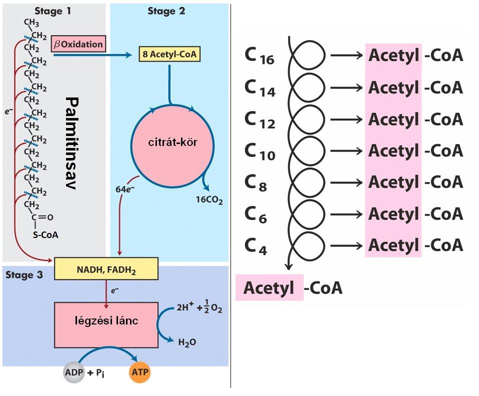 ZSÍRSAVAK ß-OXIDÁCIÓJA 14.a) Hol megy végbe a zsírsavak ß-oxidációja? c.