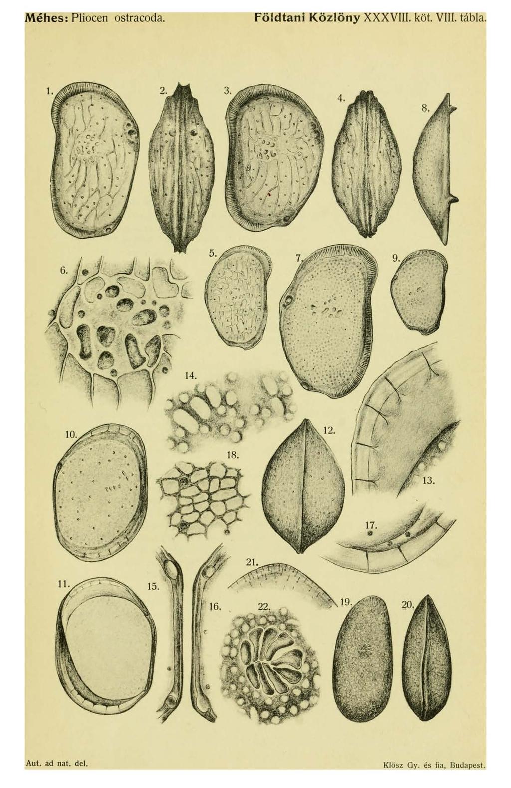 Méhes: Pliocén ostracoda. Földtani Közlöny XXXVIII. köt.