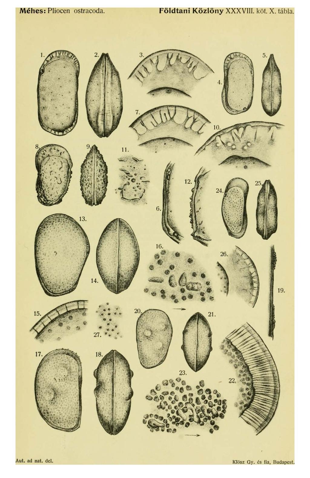 Méhes: Pliocén ostracoda. Földtani Közlöny XXXVIII.