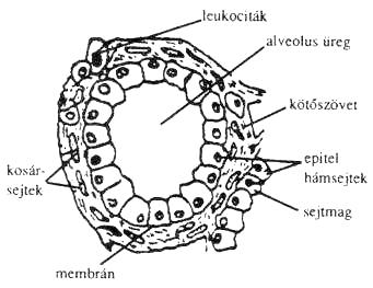 epithel 1. ábra Szarvasmarha alveolus anatómiai felépítése Lebenykék. Az alveolusok, kötőszöveti sövényekkel elválasztott szőlő - fürtszerű képződmények, amelyek lebenykéket képeznek.