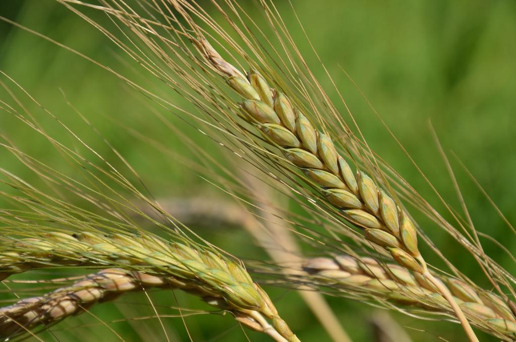 Alakor A legősibb faj az egyszemű búza, az alakor (Triticum monococcum). Első leletei Észak-Szíriából származnak (Kr. e. 8000 körül), termesztése feltehetőleg Törökország keleti részén indult meg.