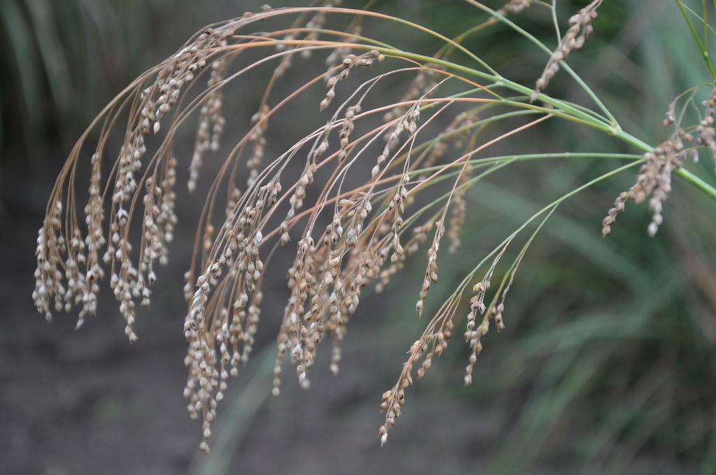 Köles A köles (Panicum miliaceum) virágzata, a buga elérheti a 20 centimétert is, éréskor lazán szétterülve általában egy irányban bókol. Őshazája Közép-Ázsia, Kína.