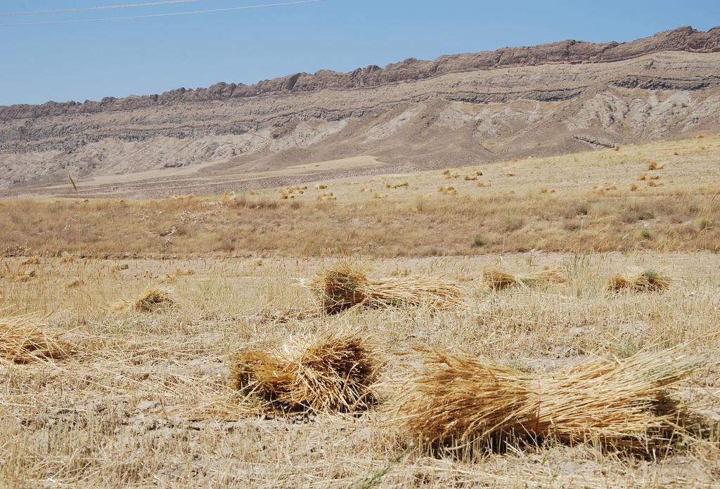 Cirok A szemes cirok (Sorghum bicolor) magasra növő fű, bugái merev szárúak, lándzsa alakúak. Afrikai termesztésének kezdete Etiópiában a Kr. e. IV. évezredre tehető.