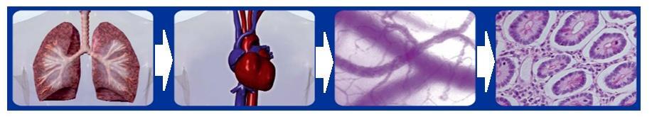 Oxygen debt Fluid SaO 2 ~100% Blood Oxygen ScvO 2 ~70% DO 2 = (SV P) (Hb 1.39 SaO 2 +0.