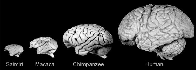 A neocortikális neuronok neurogenezisének hossza jobban nő mint a többi agyterületé. Egy bizonyos méret felett a nagyméretű neorocortex csak barázdálódva fér el a szubkortikális sztuktúrákon.