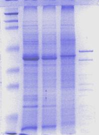 kémiai tulajdonságú fehérjék jelenlétét. A kitináz enzim aktivitását fotometriás módszerrel vizsgáltuk. Ebben a munkaszakaszban vizsgáltuk a Lactobacillus törzsek kitin-kötő fehérjéit is.