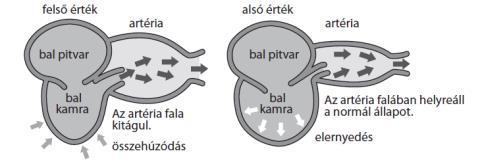 A vérnyomás állandóan változik A vérnyomás értéke függ a kortól, nemtől, és más egyéb tényezőktől.