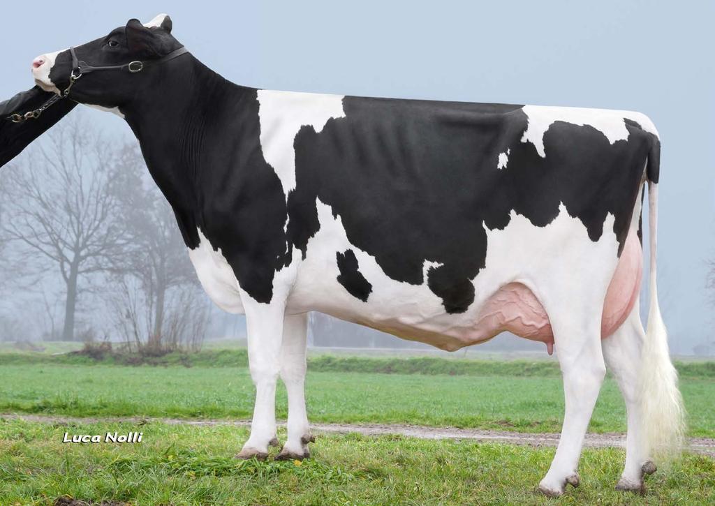 NICOLE AQUILA TROY NICOLE - IT035990755760 Született: 2016.04.05. AQUILA PLANET DEA VG87 NICOLE nagyanyja TROY (MOGUL x FREDDIE) BB.