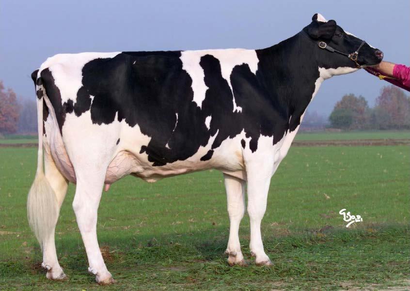 laktációjában 15580 kg tejet és együtt több, mint 1100 kg zsírt és fehérjét termelt az egyik legjobb O-MAN lány Európában és Olaszországban GTPI tekintetében AQUILA MTOTO NATALINA VG87 1.