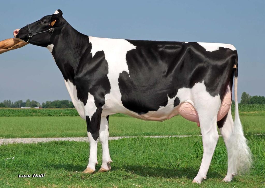 JOLIE BB. AQUILA MACK JOLIE VG88 IT035990746861 Született: 2014.11.24.